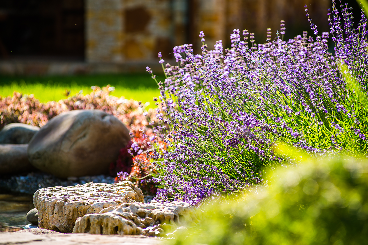 A garden with purple flowers and rocks in front of a stone building.