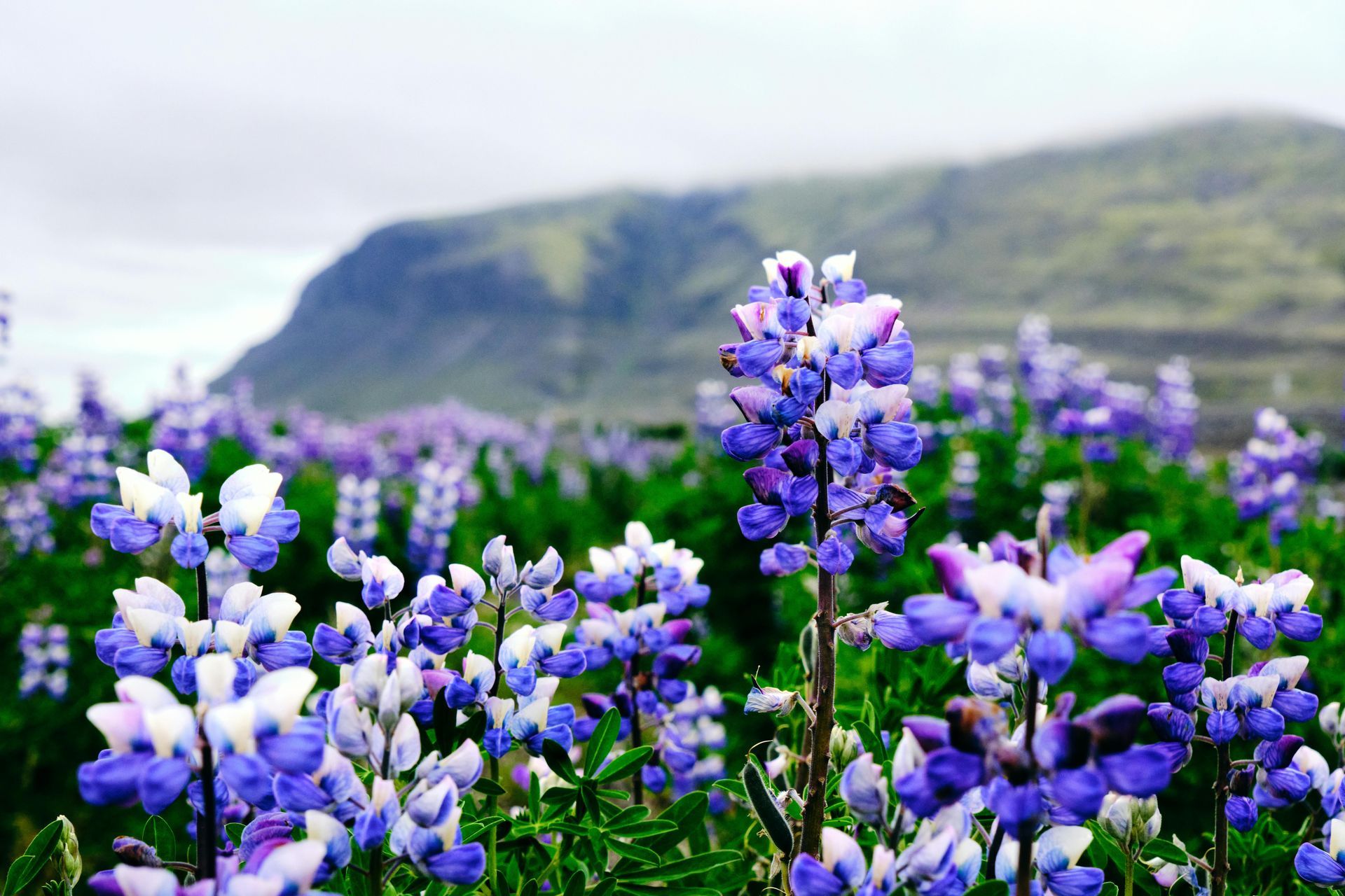 Field of purple and white lupine flowers with a mountain in the background under a cloudy sky.