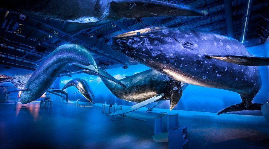 Whale skeletons suspended in a blue-lit museum exhibit, appearing to swim in an underwater scene.