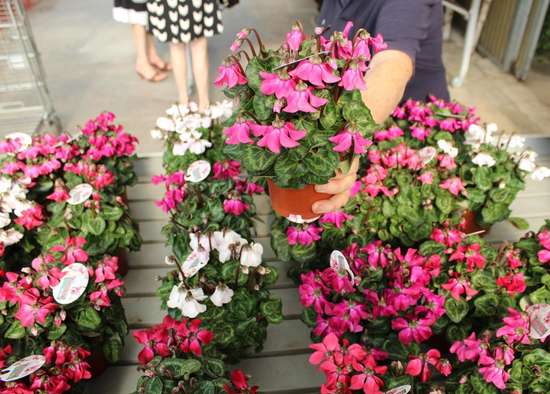 fiori gialli in vasi bianchi