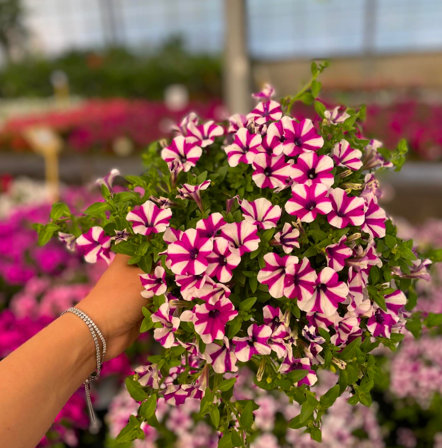 Corrimano di scala pieno di vasi da fiori
