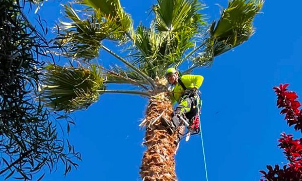 Arborist in a harness pruning a palm tree against a bright blue sky.