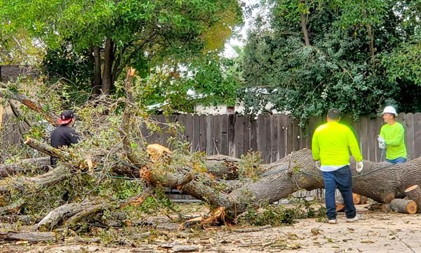 Workers cutting a fallen tree in a yard. One in red hat; two in neon shirts; debris.