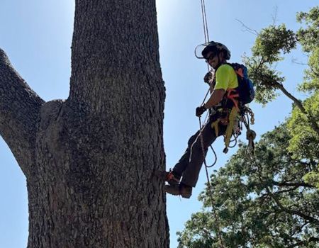 Arborist in harness on a tree, trimming branches. Wearing helmet, yellow shirt, blue backpack, and smiling. Sunny outdoors.