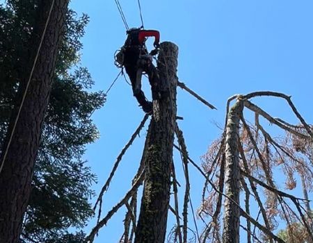 A tree arborist in a harness, cutting a tall, dead tree against a blue sky.
