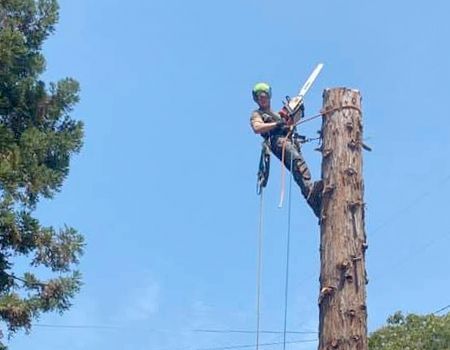 Arborist using chainsaw to cut a tall tree. He's wearing safety gear and a green helmet against a blue sky.