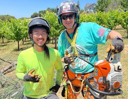 Two arborists in vineyard, one holding chainsaw, smiling. Bright safety gear, sunny day.