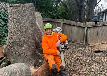 Man in orange work suit and helmet sits by a large tree stump, holding a chainsaw.
