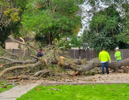 Workers cutting a fallen tree on a residential street, debris scattered.