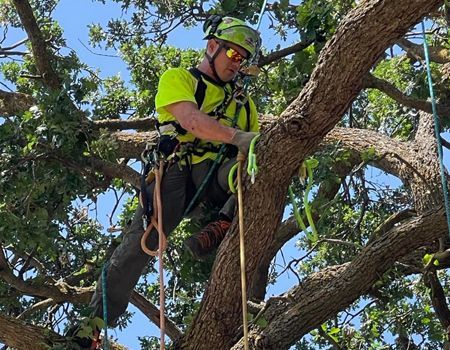 Arborist in yellow shirt and helmet, climbing a tree, preparing to trim branches.