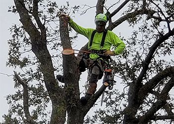 Arborist in green safety gear, trimming tree branches with a chainsaw.