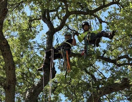 Two people in safety harnesses are high in a tree, pruning branches. Blue sky, sunny day.