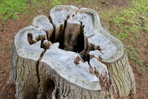 Weathered tree stump, hollowed out with multiple cracks and a central core.