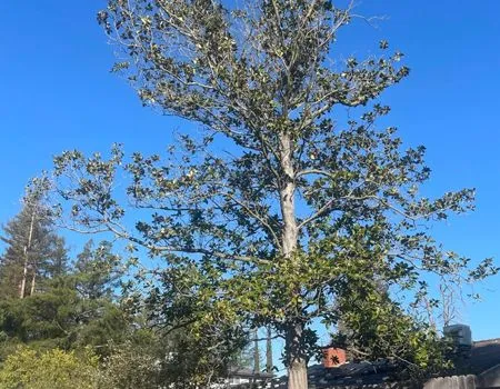 Tall tree with sparse green leaves against a bright blue sky in a suburban area