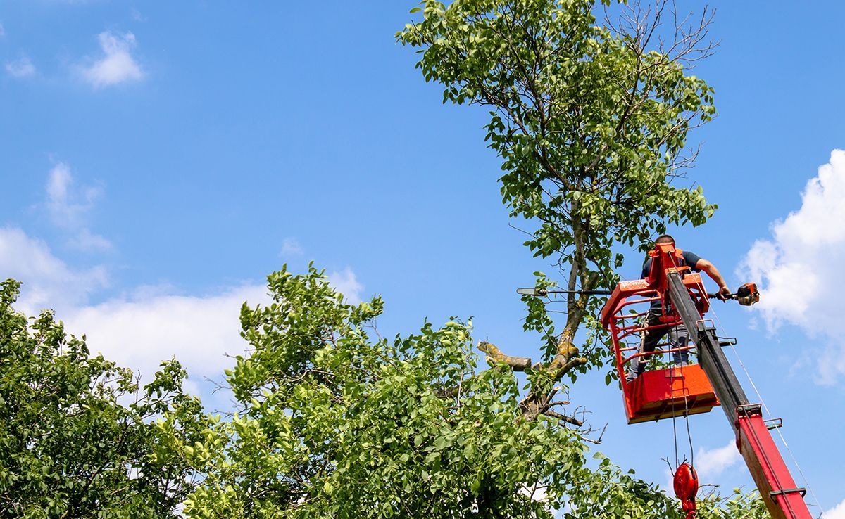 Worker trimming a tree with a red cherry picker against a blue sky