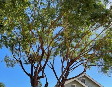 A tall tree with green leaves and brown branches against a blue sky, part of a house visible.