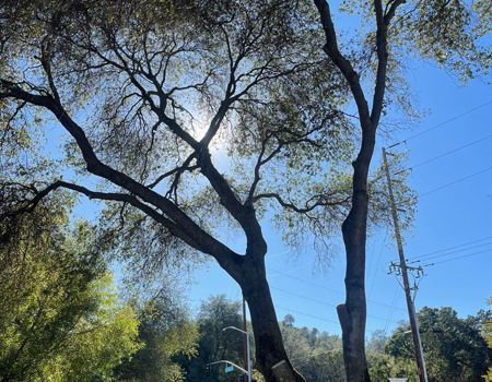 Sun shines through tree branches, blue sky backdrop. Power lines and foliage are visible.