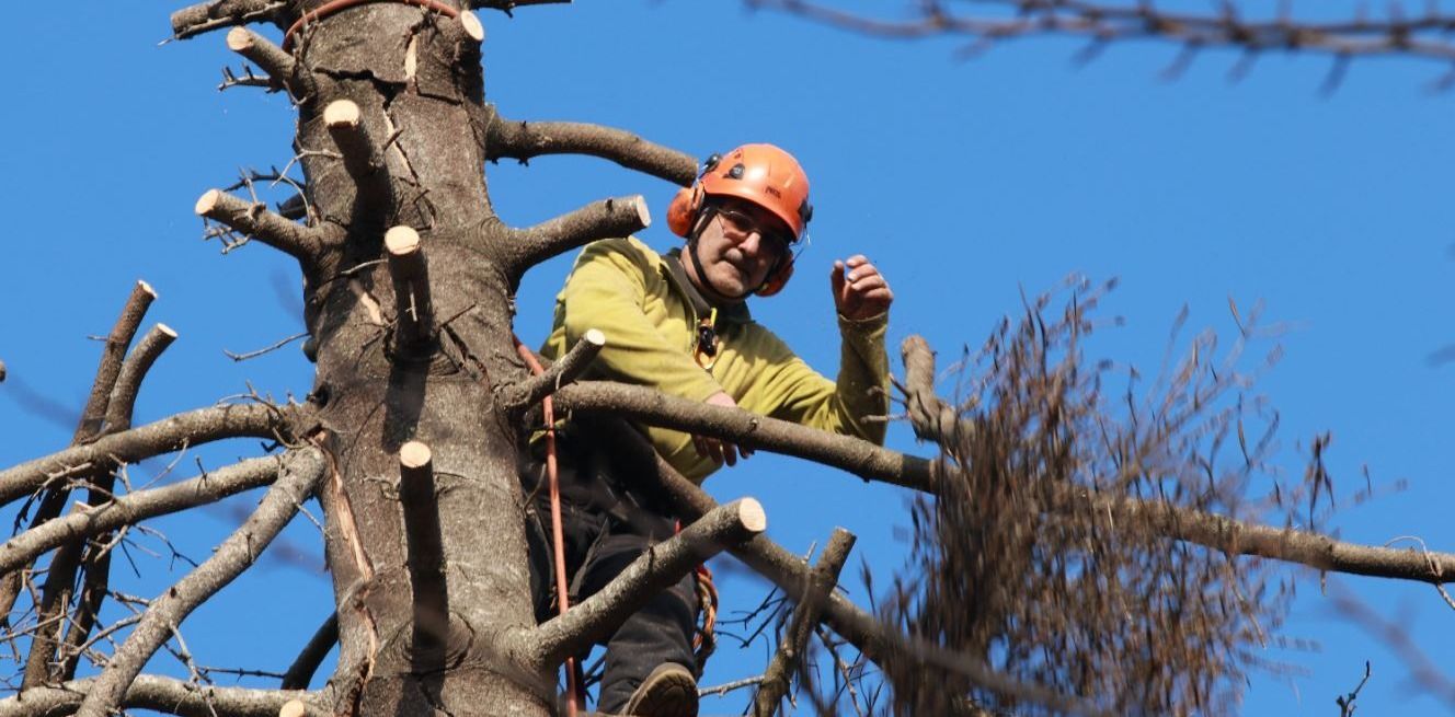 Un uomo con un casco è in piedi in cima a un albero.