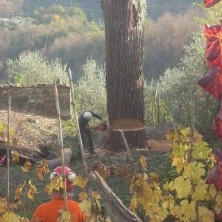 Un uomo sta abbattendo un albero con una motosega.