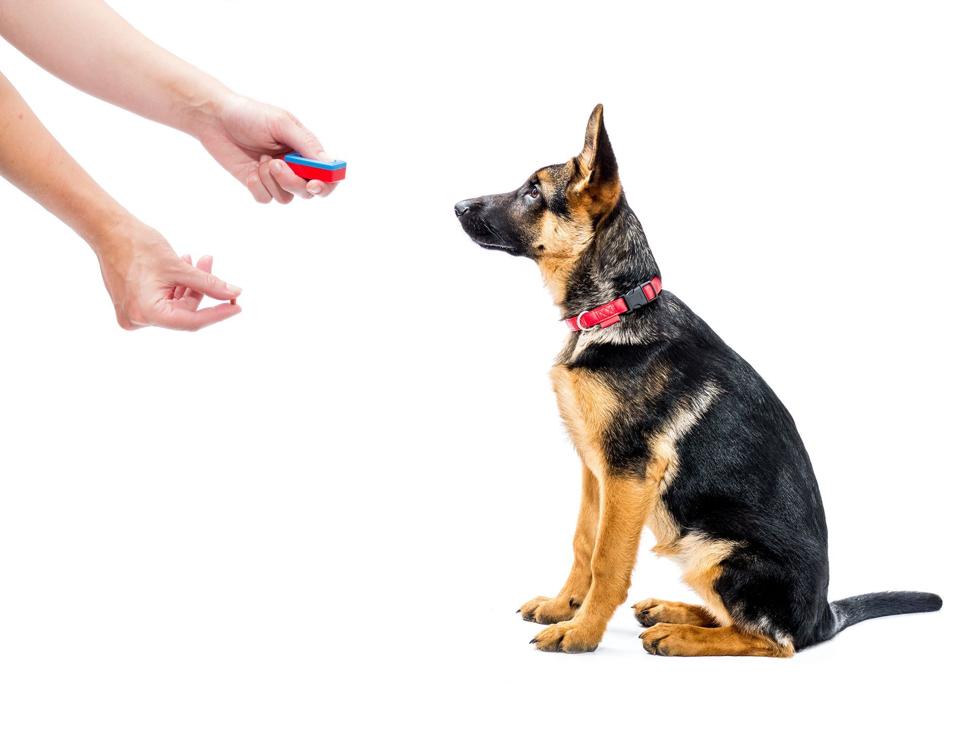 Das Training über ein Markersignal ermöglicht uns eine präzise und effektive Belohnung des Hundes.