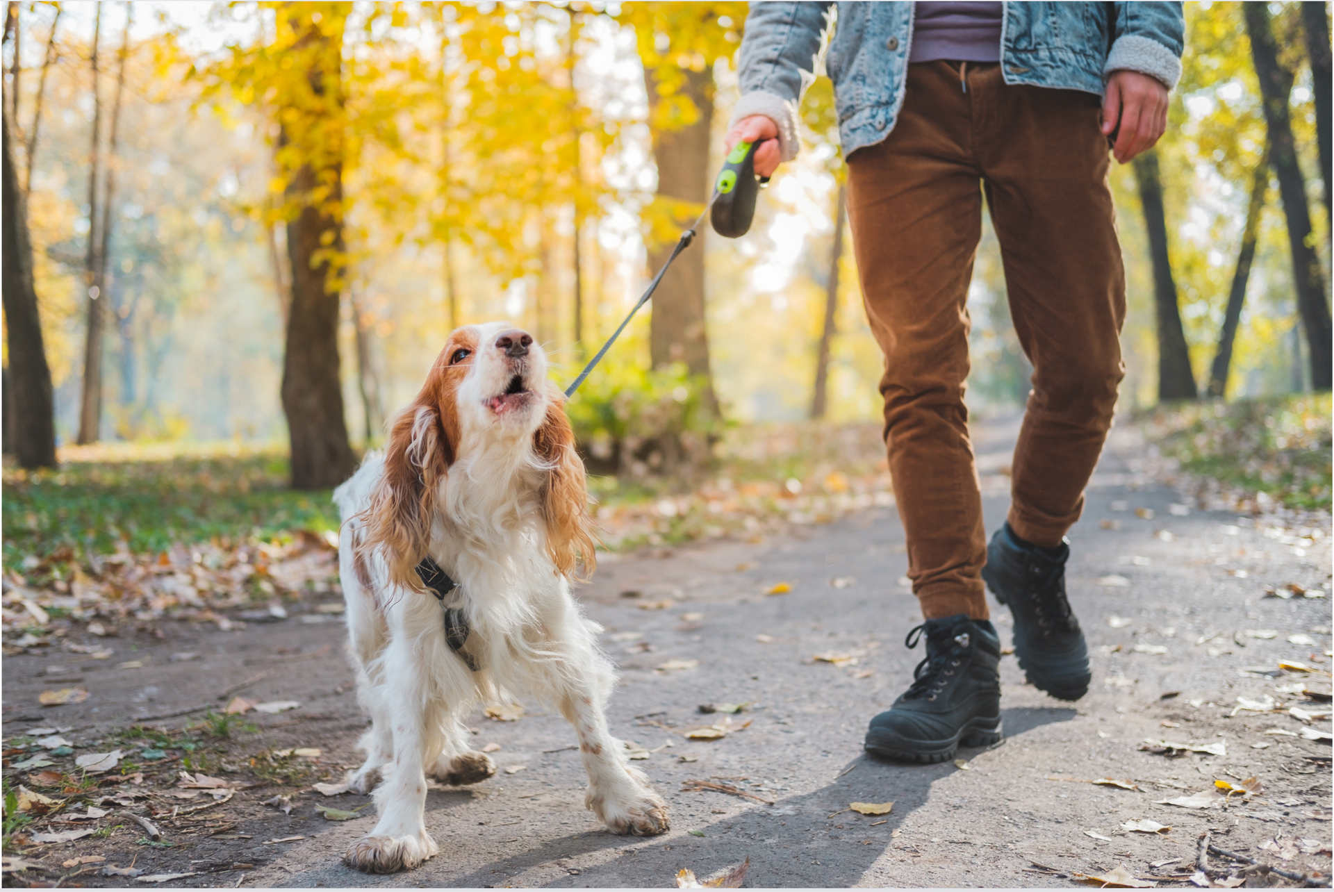 Reaktionen unserer Hunde beruhen auf Prozesse im Gehirn, die der Hund nicht steuern kann