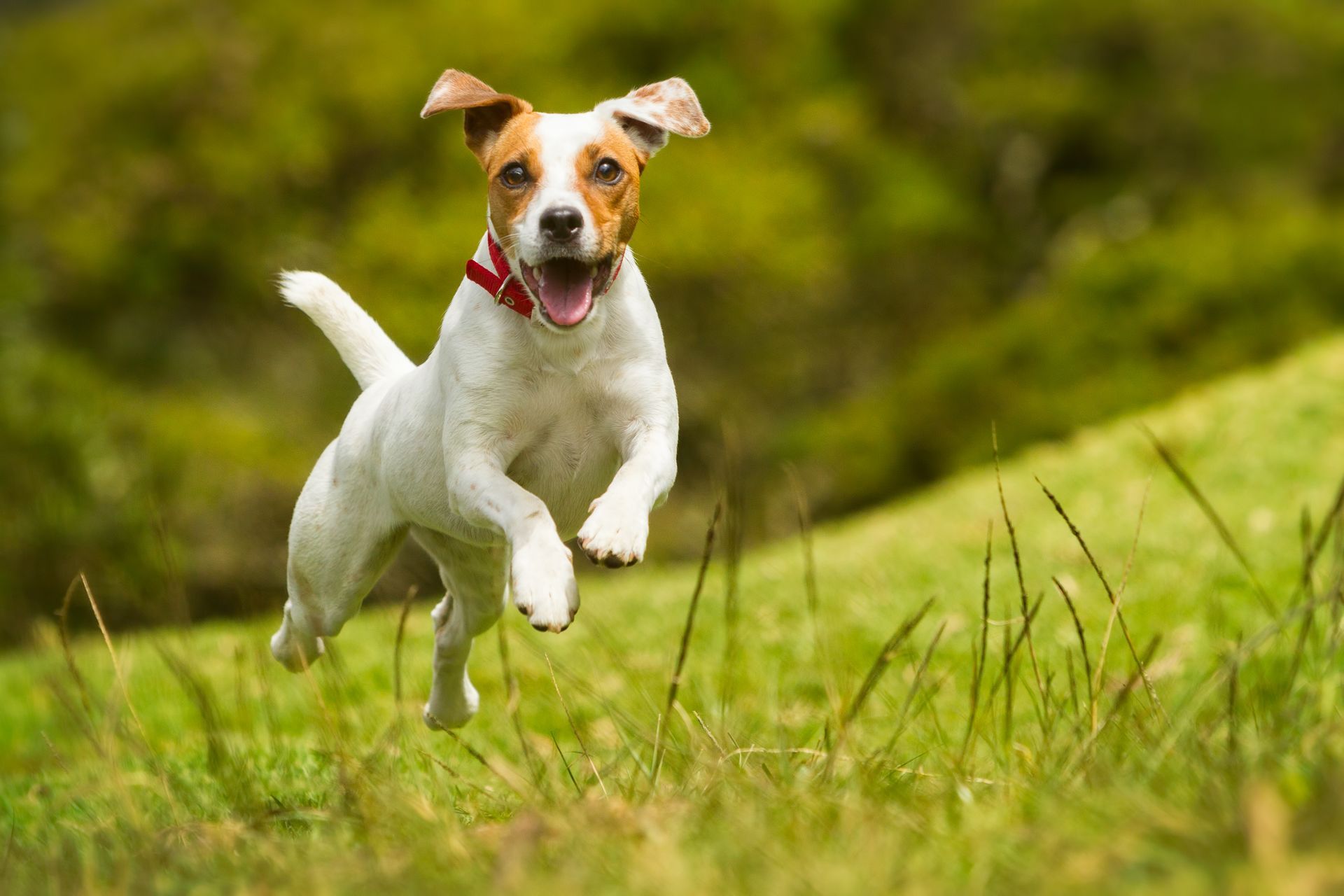 If you want your dog to run freely, you need a reliable recall to ensure everyones safety.