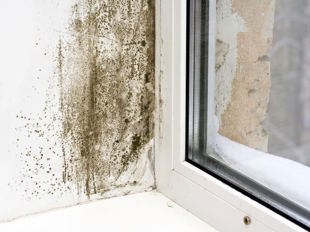 Mold can spread quickly if not contained.