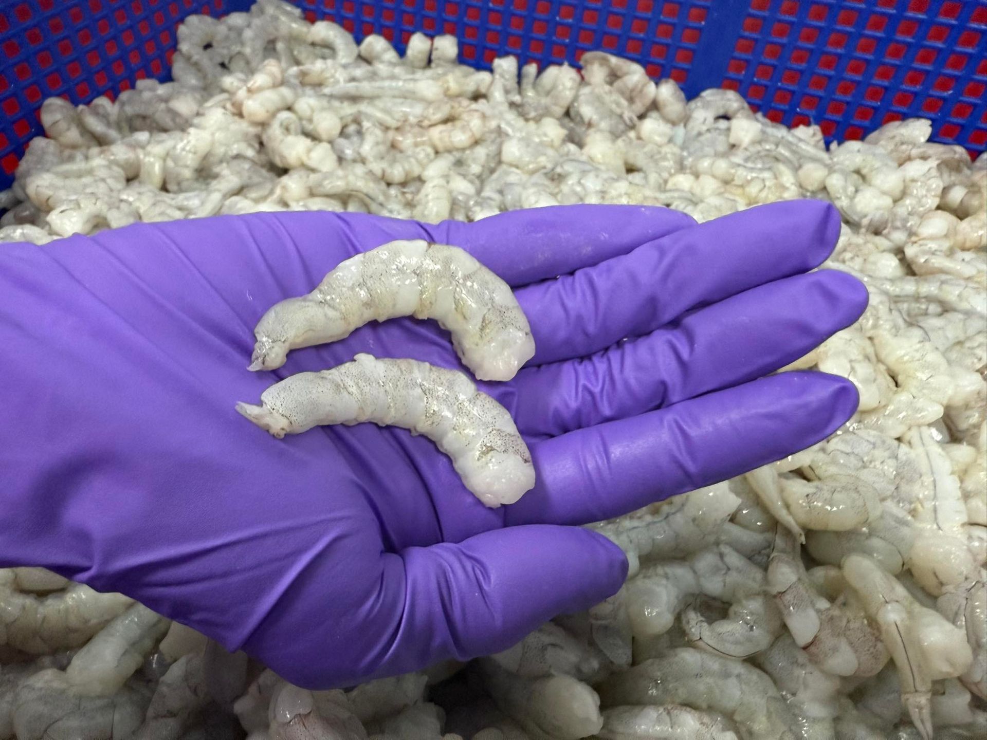 冷凍-韭黃豬肉鮮蝦水餃