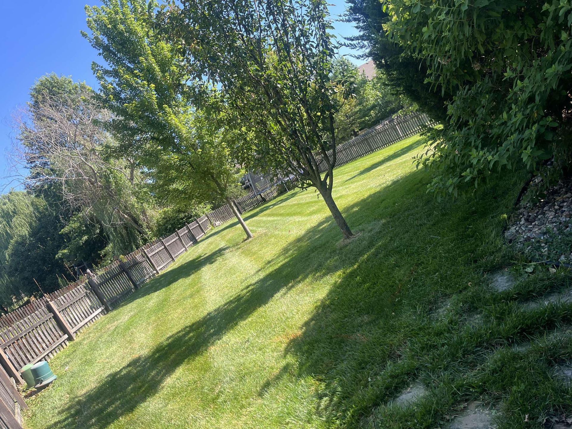 A lush green lawn with trees and a fence in the background.