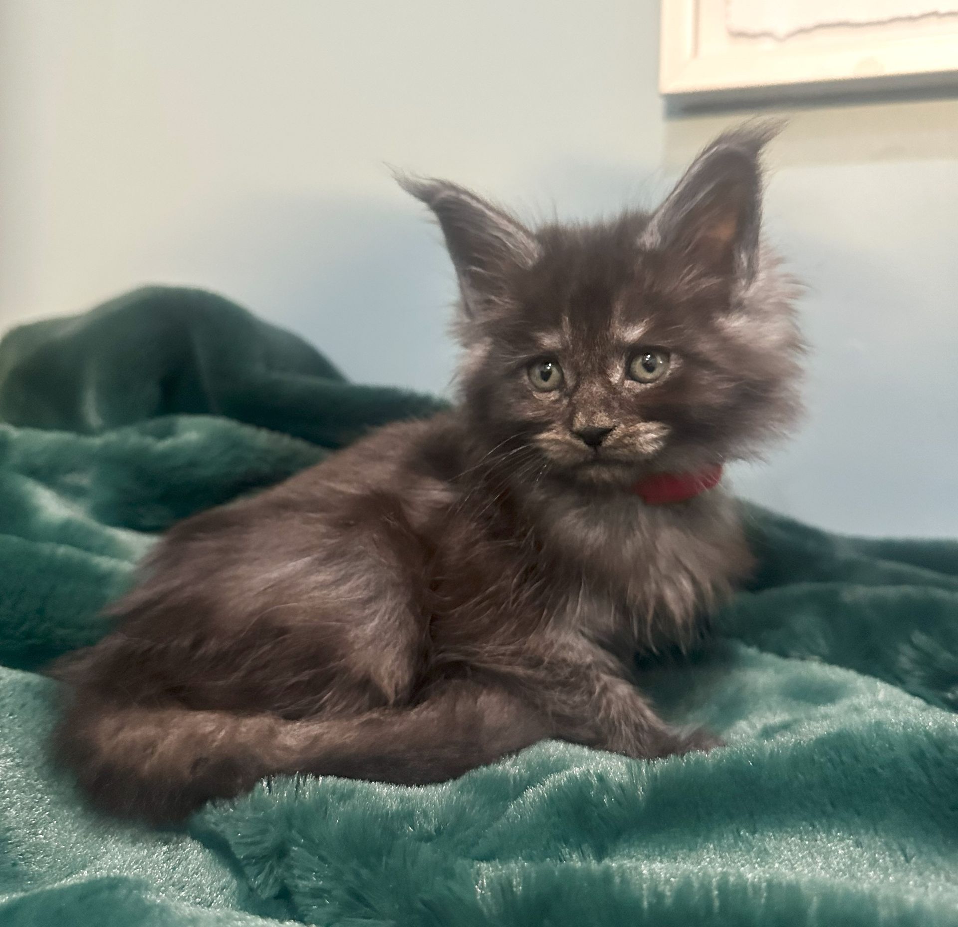 Black Smoke Maine Coon Kitten