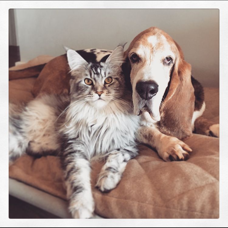 Winnie (Maine Coon kitten from Crescent Moon Maine Coons) and Dog Bestie