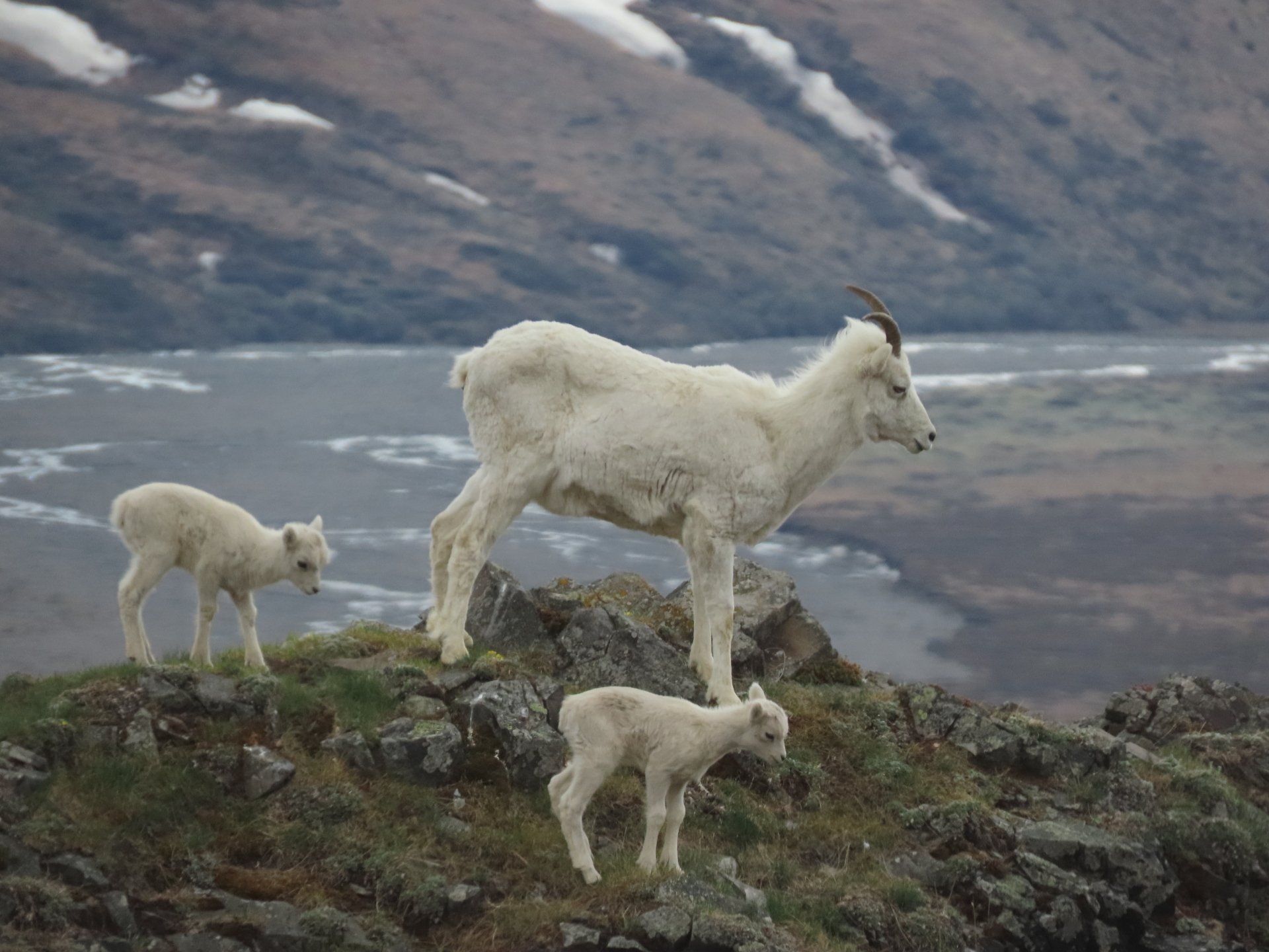 Royal Caribbean Alaska cruise and land tour Denali Park Dall Sheep
