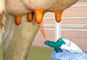 Cow being treated with Luxspray teat cleaning agent