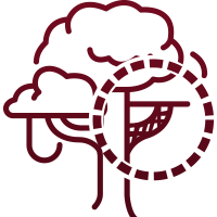A maroon line-art icon of a tree, with a portion of its branches highlighted inside a circular, dashed border.