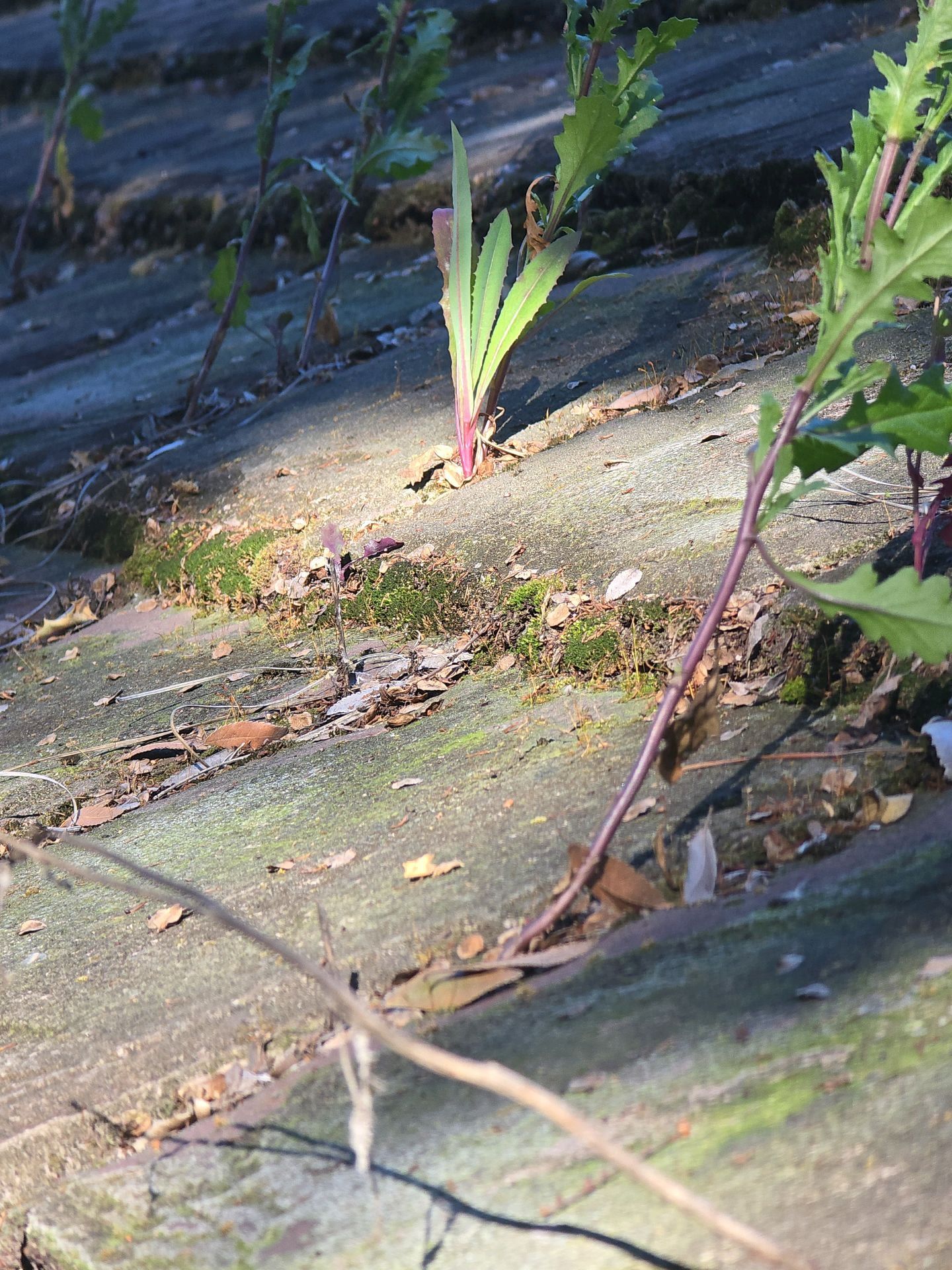 Home Inspections, Remodels, Plumbing, Electrical, Windows & Doors, Property Fences & Block Walls, Construction Company, General Contractor Near Me, Remodeling Company Near Me, Kitchen Remodeler, Kitchen Remodeling, Bathroom Remodeler, Bathroom Remodeling, Home Additions, ADU Builds, Plumber Near Me, Plumbing Company, Leaky Faucets, Shower Installations, Plumbing Fixture Installations, Sewer Repairs, Sewer Maintenance, Sewer Installation, Sewer Replacement, Main Line Repairs, Main Line Maintenance, Main Line Installation, Main Line Replacement, Electrical Services, Electrician Near Me, Whole House Rewring, Electrical Panel Upgrade, Electrical Panel Installation, Electrical Panel Replacement, Window Company Near Me, Glass Installation, Window Installation, Window Repair, Window Replacement, Door Company Near Me, Door Installation, Door Replacement, Flooring Installation, Flooring Replacement, Roofing Company Near Me, Roofing Installation, Roof Repair, Roof Replacement, Retaining Wall Installation, Fence Contractor, Fence Company Near Me, Fence Installation, Fence Repair, Fence Replacement, Vinyl Fences, Wooden Fences, Chain Link Fences, Block Wall Installation, Block Wall Replacement, Block Wall Repair, Home Inspector, Home Inspector Near Me, Hacienda Heights Home Inspector, Brea Home Inspector, Covina Home Inspector, Pomona Home Inspector, Walnut Home Inspector, Valinda Home Inspector, El Monte Home Inspector, Whittier Home Inspector, Fullerton Home Inspector, Diamond Bar Home Inspector, West Covina Home Inspector, Yorba Linda Home Inspector, Baldwin Park Home Inspector, La Habra Home Inspector, Rowland Heights Home Inspector, La Habra Heights Home Inspector, Monterey Park Home Inspector, Alhambra Home Inspector, Azusa Home Inspector, Monrovia Home Inspector, Home Inspection Company, Home Inspection Company Near Me, Home Inspection Services, Thermal Imaging, Moisture Detection, Moisture Inspection, Sewer Line Inspection, Drone Roof Inspection, Branch Circuit Analyzer, Hacienda Heights CA, Brea CA, Covina CA, Pomona CA, Walnut CA, Valinda CA, El Monte CA, Whittier CA, Fullerton CA, Diamond Bar CA, West Covina CA, Yorba Linda CA, Baldwin Park CA, La Habra CA, Rowland Heights CA, La Habra Heights CA, Monterey Park CA, Alhambra CA, Azusa CA, Monrovia CA