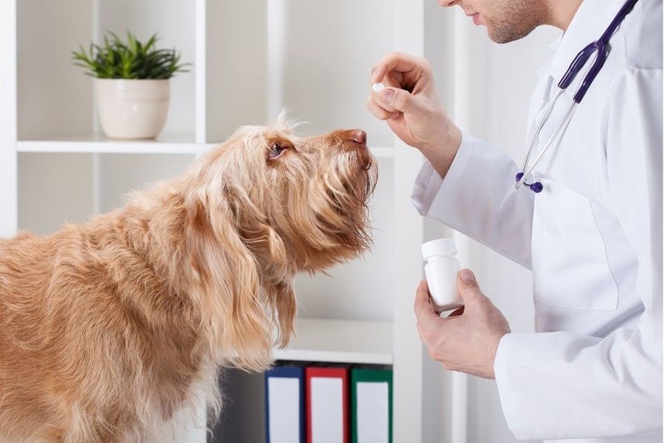 Veterinarian and His Dog — Los Angeles, CA — Spiga and Associates