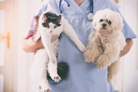 Veterinarian With Dog And Cat In Corridor — Los Angeles, CA — Spiga and Associates