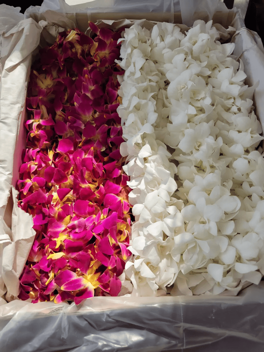 Pink and white flowers