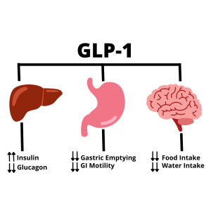 A diagram of the stomach , liver , and brain.