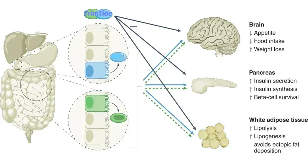 A diagram of a human stomach , liver , brain and pancreas.