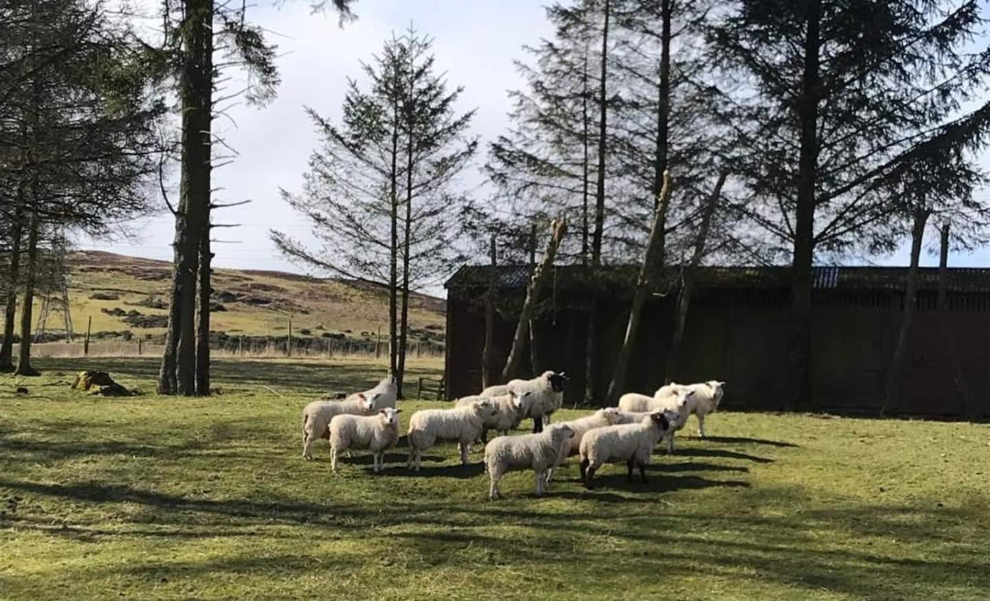 Livestock - Newhill Granary accommodation, Glenfarg, Perth & Kinross