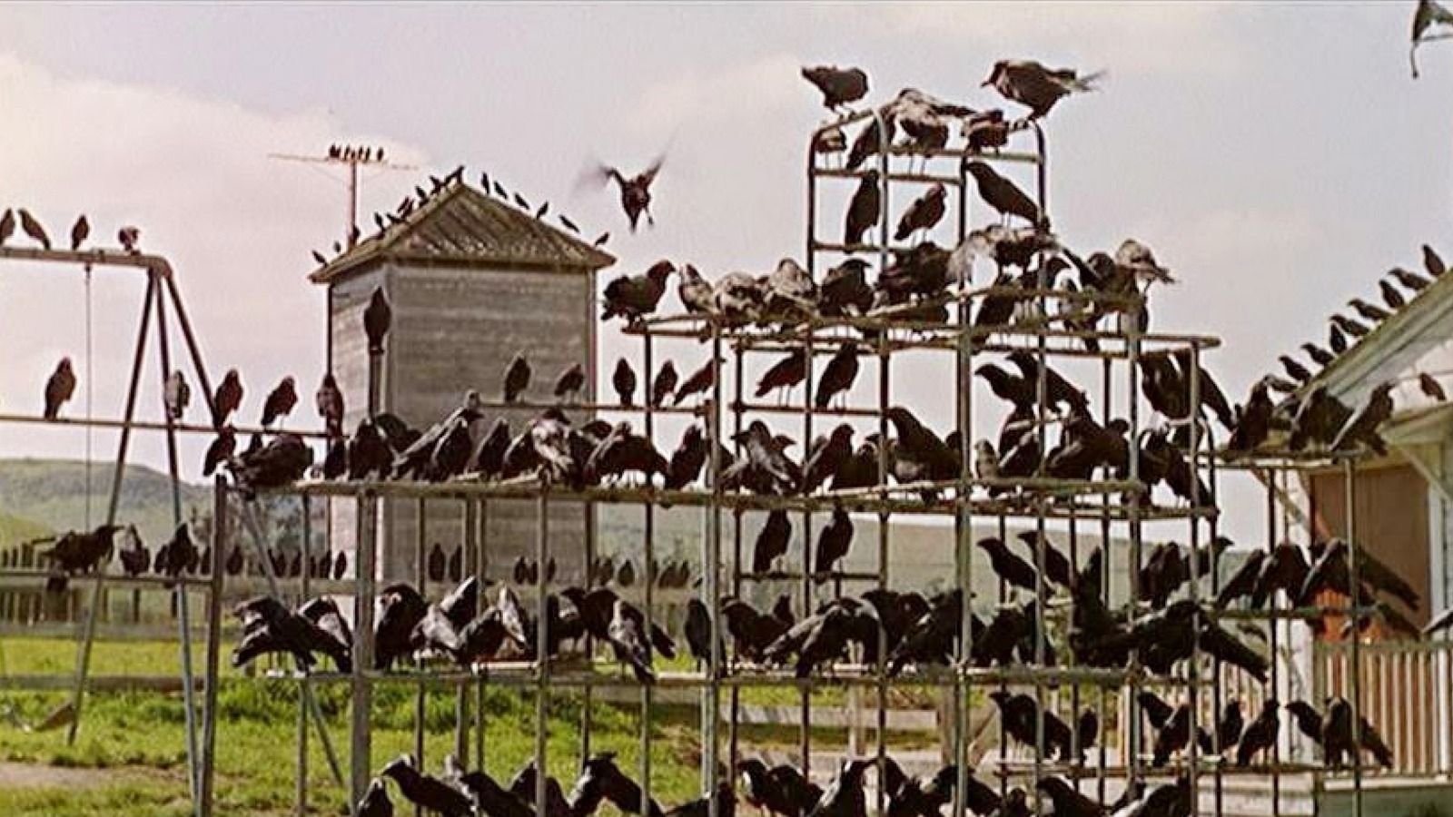 Think The Birds
