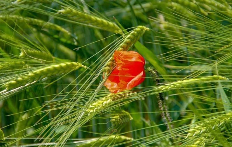 Writing a Funeral Announcement Crescent City, FL