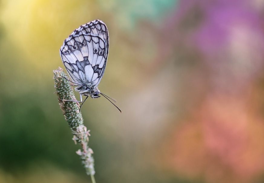 Importance of the Funeral in Traditional Burials