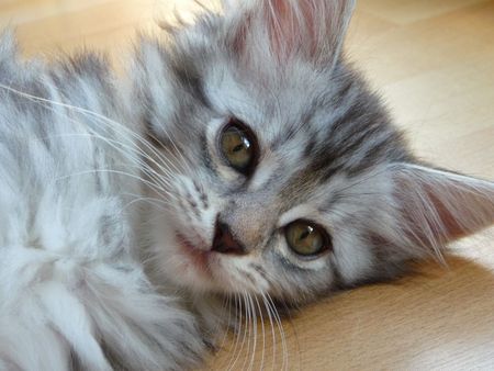 Een close-up van een kitten die op de grond ligt en naar de camera kijkt.