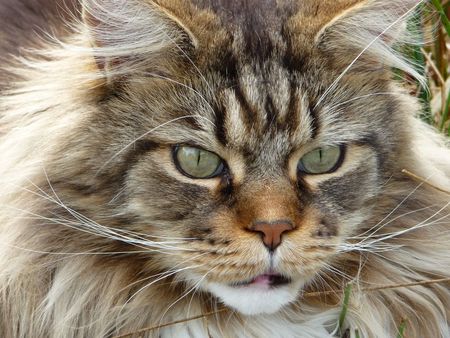 Een close-up van het gezicht van een kat met groene ogen.