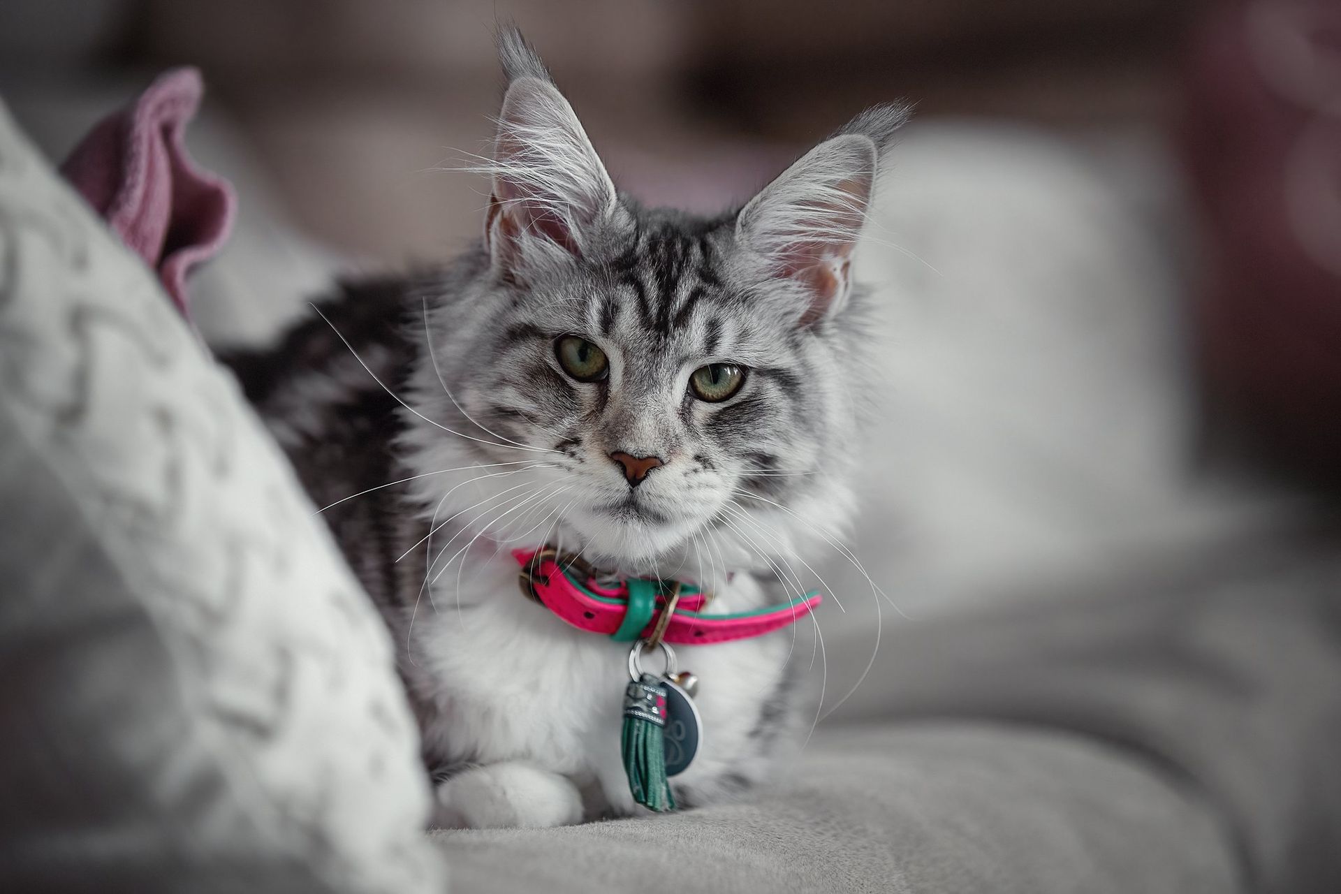 Een kat met een roze halsbandje zit op een bank.