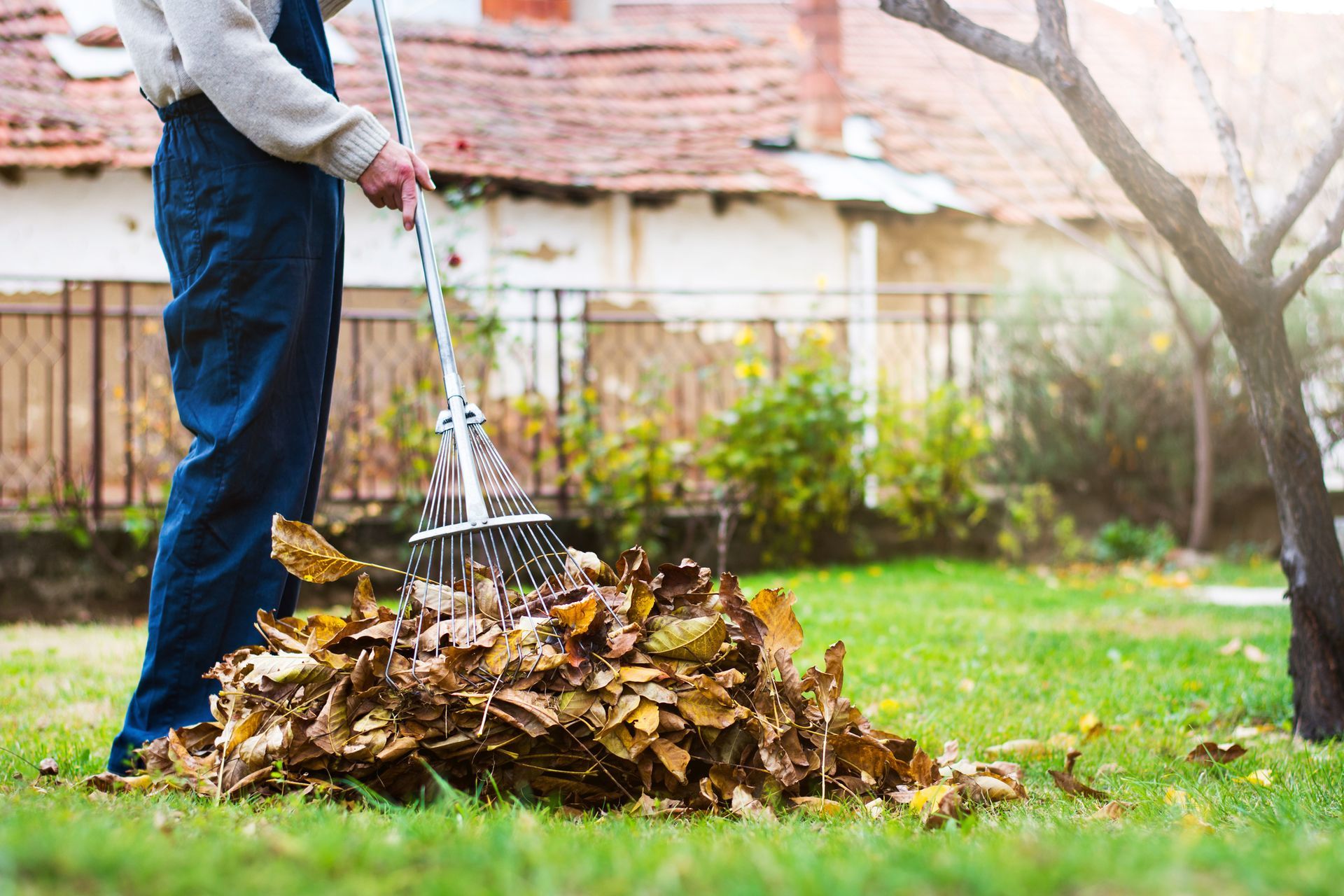 A man is raking leaves in his backyard.