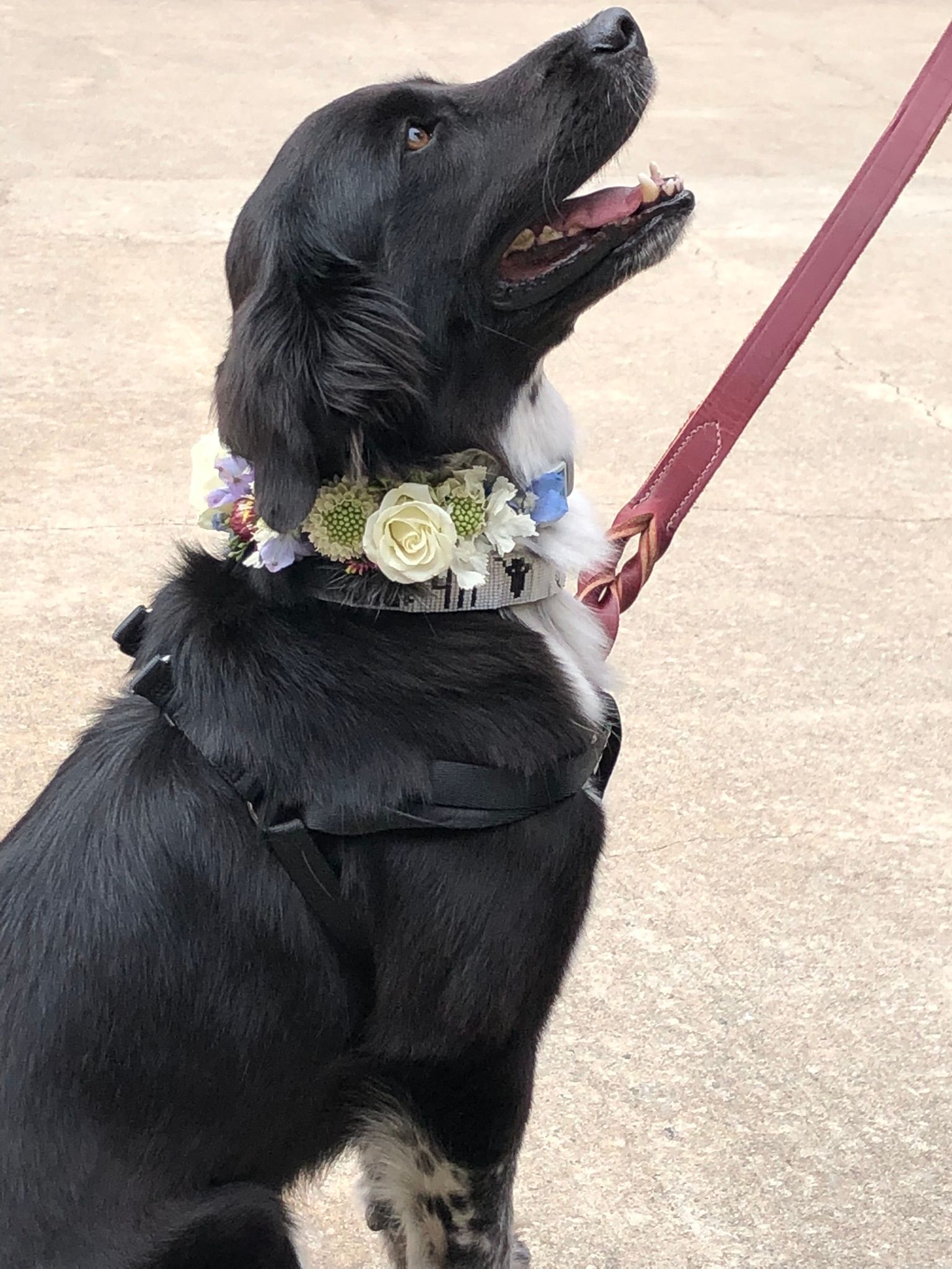 A black dog wearing a floral collar is on a leash.