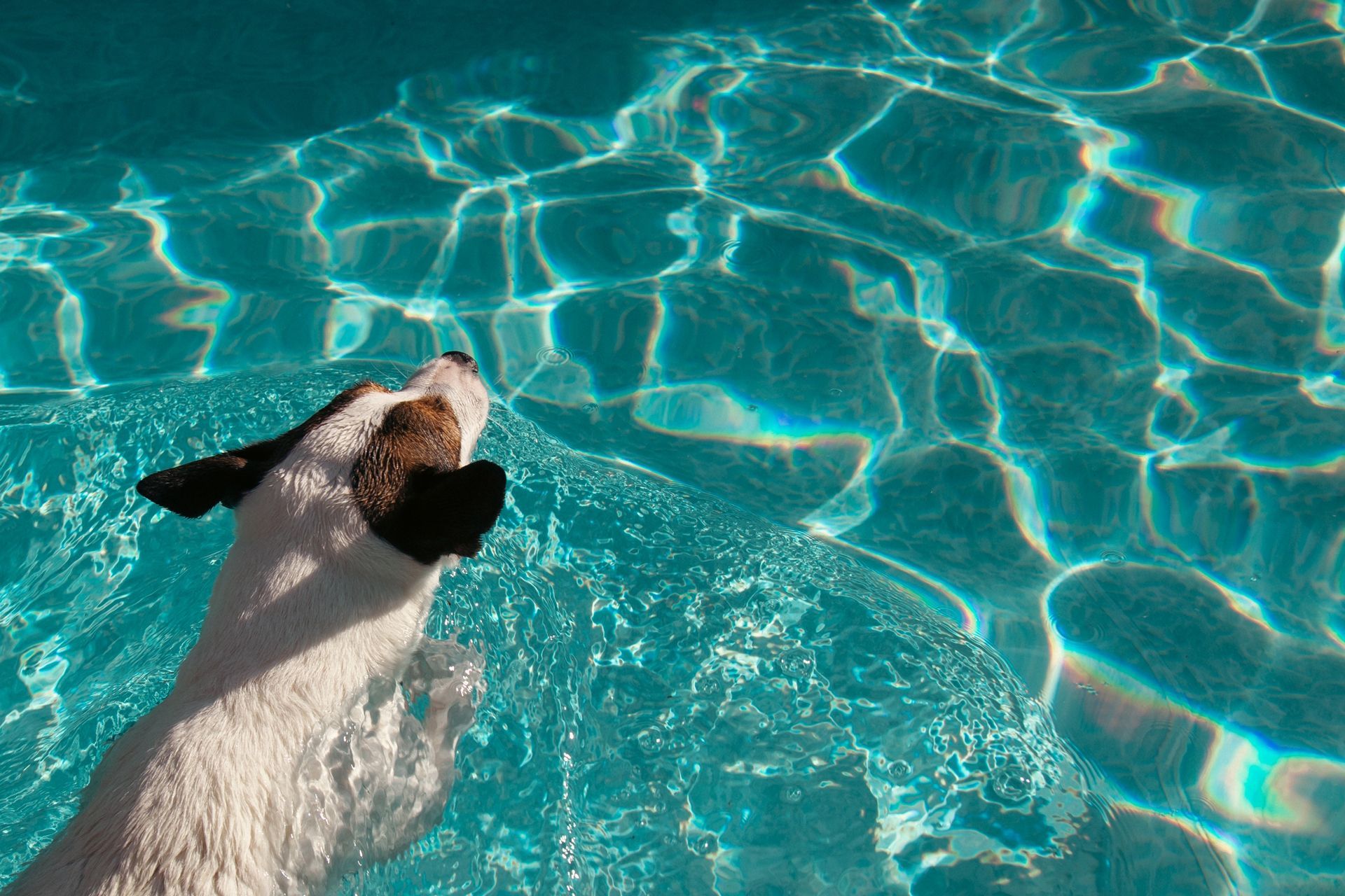 A white dog with black ears swimming in bright, turquoise pool water with light reflections on the surface.